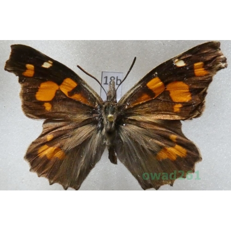 Libythea celtis (Laicharting, 1782) Bulgaria18b